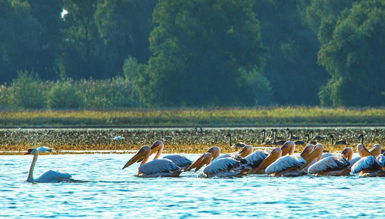 Pensiunea Valurile Dunarii Сфынту-Георге Экстерьер фото